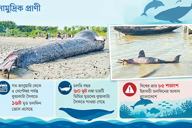 বারবার আসছে মৃত ডলফিন–তিমি