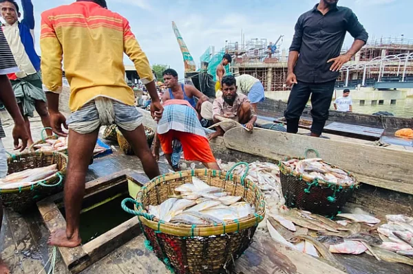 ছয় দিন সাগরে ভেসে ছিল এফভি কুলসুমা, শেষ দিনে জালে ২৬ লাখ টাকার ইলিশ