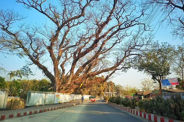 সৈয়দপুরে শতবর্ষী গাছগুলো কি সত্যি ঝুঁকিপূর্ণ