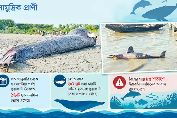 বারবার আসছে মৃত ডলফিন–তিমি