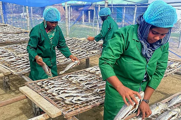 কক্সবাজারের পোপা শুঁটকি রপ্তানি হচ্ছে যুক্তরাষ্ট্র, হংকং ও চীনে, কেন এত চাহিদা